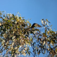 Lathamus discolor at Chiltern, VIC - suppressed