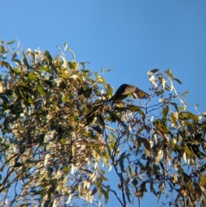 Lathamus discolor at Chiltern, VIC - suppressed