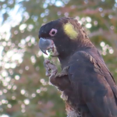 Zanda funerea (Yellow-tailed Black-Cockatoo) at Molonglo Valley, ACT - 13 May 2023 by MatthewFrawley