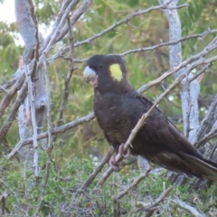 Zanda funerea at Molonglo Valley, ACT - 13 May 2023 03:56 PM