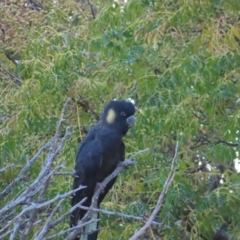 Zanda funerea at Molonglo Valley, ACT - 13 May 2023 03:56 PM