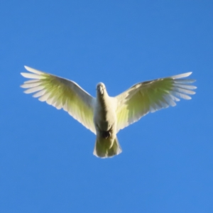 Cacatua galerita at Yarralumla, ACT - 13 May 2023 03:48 PM