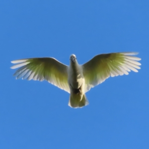 Cacatua galerita at Yarralumla, ACT - 13 May 2023 03:48 PM