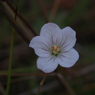 Geranium (genus) (Geranium) at Paddys River, ACT - 13 May 2023 by BarrieR