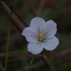 Geranium sp. (Geranium) at Paddys River, ACT - 13 May 2023 by BarrieR