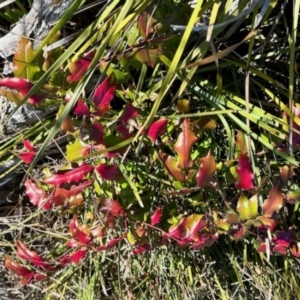 Berberis aquifolium at Rendezvous Creek, ACT - 13 May 2023