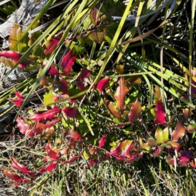 Berberis aquifolium (Oregon Grape) at Rendezvous Creek, ACT - 13 May 2023 by KMcCue