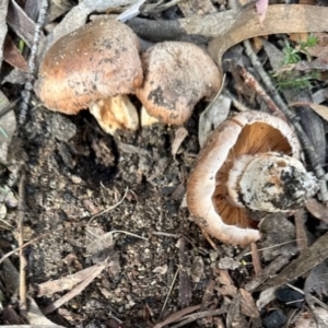 Cortinarius sp. at Rendezvous Creek, ACT - 13 May 2023