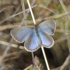 Zizina otis (Common Grass-Blue) at Melrose - 13 May 2023 by roman_soroka