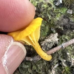 Lichenomphalia chromacea at Aranda, ACT - 13 May 2023