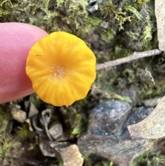 Lichenomphalia chromacea at Aranda, ACT - 13 May 2023