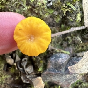 Lichenomphalia chromacea at Aranda, ACT - 13 May 2023