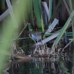 Poodytes gramineus (Little Grassbird) at Fyshwick, ACT - 13 May 2023 by RodDeb