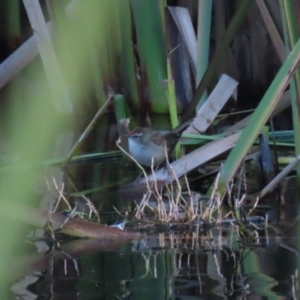 Poodytes gramineus at Fyshwick, ACT - 13 May 2023