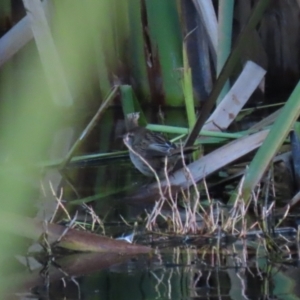 Poodytes gramineus at Fyshwick, ACT - 13 May 2023