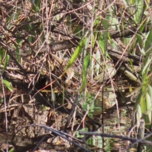 Poodytes gramineus at Fyshwick, ACT - 13 May 2023