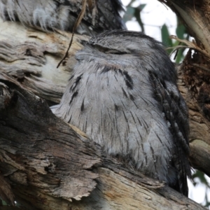 Podargus strigoides at Fyshwick, ACT - 13 May 2023