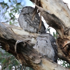 Podargus strigoides at Fyshwick, ACT - 13 May 2023