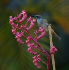 Lichmera indistincta (Brown Honeyeater) at Wellington Point, QLD - 12 May 2023 by TimL