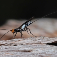 Unidentified Parasitic wasp (numerous families) at Capalaba, QLD - 23 Apr 2023 by TimL