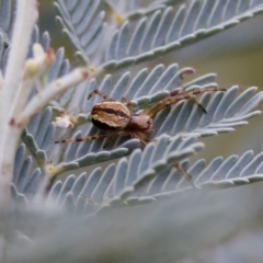 Salsa fuliginata (Sooty Orb-weaver) at Namadgi National Park - 4 Feb 2023 by KorinneM