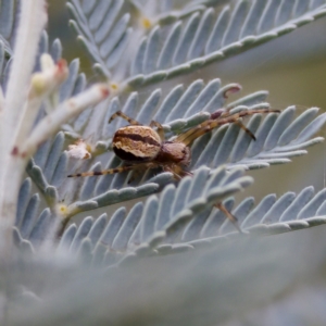 Salsa fuliginata at Cotter River, ACT - 4 Feb 2023 03:36 PM