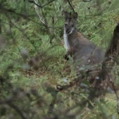 Notamacropus rufogriseus (Red-necked Wallaby) at Red Hill Nature Reserve - 6 May 2023 by TomW