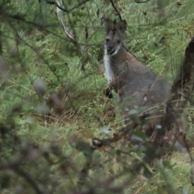 Notamacropus rufogriseus (Red-necked Wallaby) at Red Hill, ACT - 7 May 2023 by BenW