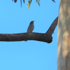 Pachycephala pectoralis at Cook, ACT - 11 May 2023