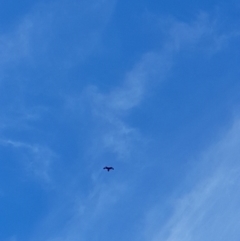 Aquila audax (Wedge-tailed Eagle) at Rendezvous Creek, ACT - 13 May 2023 by VanceLawrence