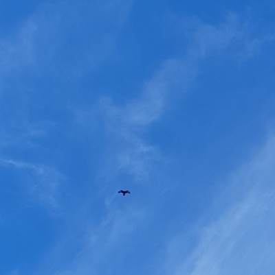 Aquila audax (Wedge-tailed Eagle) at Namadgi National Park - 13 May 2023 by VanceLawrence