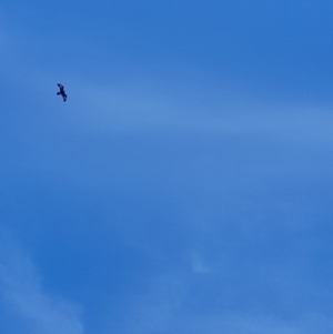 Aquila audax at Rendezvous Creek, ACT - 13 May 2023 10:50 AM