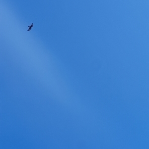 Aquila audax at Rendezvous Creek, ACT - 13 May 2023 10:50 AM