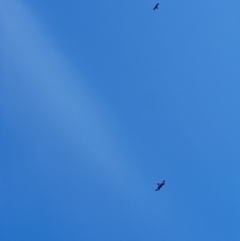 Aquila audax at Rendezvous Creek, ACT - 13 May 2023 10:50 AM