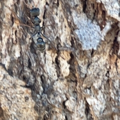 Myrmecia sp., pilosula-group (Jack jumper) at Casey, ACT - 14 May 2023 by Hejor1