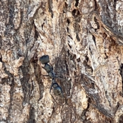 Myrmecia sp., pilosula-group at Casey, ACT - 14 May 2023 11:24 AM