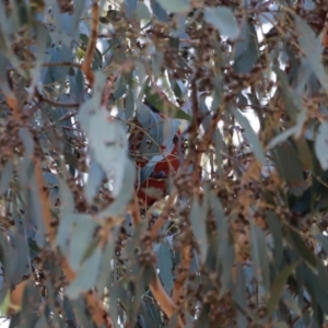 Platycercus elegans at Paddys River, ACT - 14 May 2023