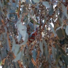 Platycercus elegans (Crimson Rosella) at Cotter Reserve - 14 May 2023 by JimL