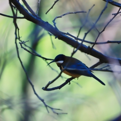 Acanthorhynchus tenuirostris (Eastern Spinebill) at Paddys River, ACT - 14 May 2023 by JimL