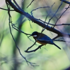 Acanthorhynchus tenuirostris (Eastern Spinebill) at Paddys River, ACT - 14 May 2023 by JimL