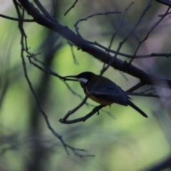 Acanthorhynchus tenuirostris at Paddys River, ACT - 14 May 2023