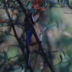 Acanthorhynchus tenuirostris at Paddys River, ACT - 14 May 2023