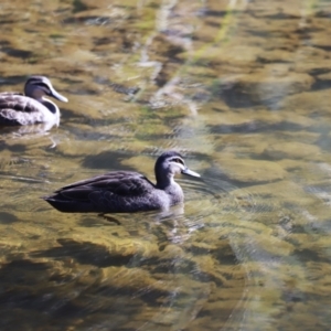 Anas superciliosa at Paddys River, ACT - 14 May 2023