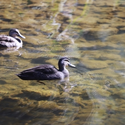 Anas superciliosa (Pacific Black Duck) at Paddys River, ACT - 14 May 2023 by JimL