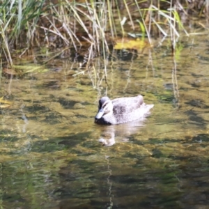 Anas superciliosa at Paddys River, ACT - 14 May 2023