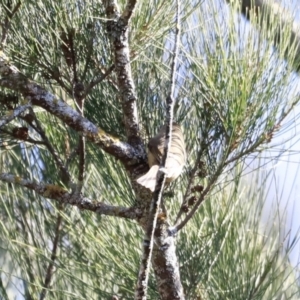 Acanthiza pusilla at Paddys River, ACT - 14 May 2023 12:20 PM