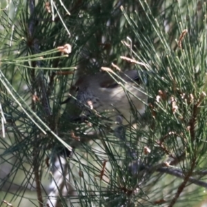 Acanthiza pusilla at Paddys River, ACT - 14 May 2023 12:20 PM