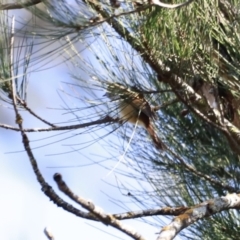 Acanthiza pusilla at Paddys River, ACT - 14 May 2023