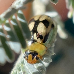 Peltoschema hamadryas (Hamadryas leaf beetle) at Casey, ACT - 14 May 2023 by Hejor1