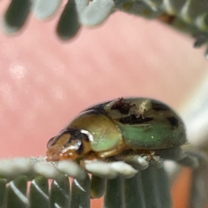 Peltoschema hamadryas at Casey, ACT - 14 May 2023 11:49 AM